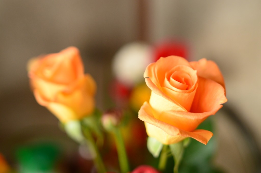 薔薇