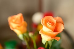 薔薇