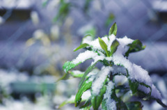 初雪１