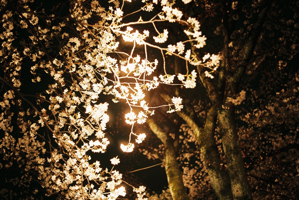 ２０１４・４　夜桜ライトアップ３