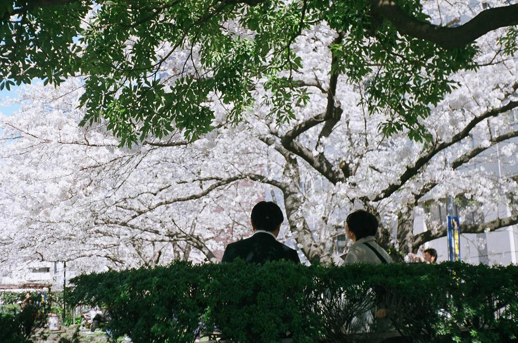 ２０１４・４　満開の桜の下で