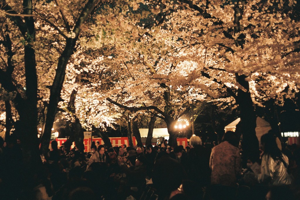 ２０１４・４　夜桜ライトアップ１