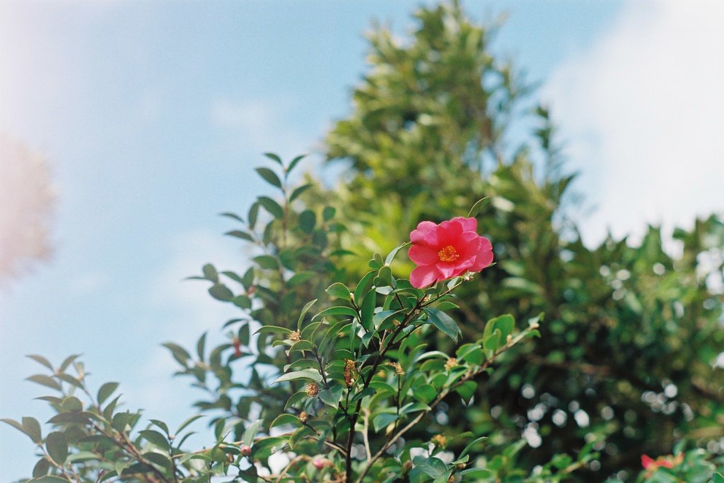 ２０１４．３　山茶花