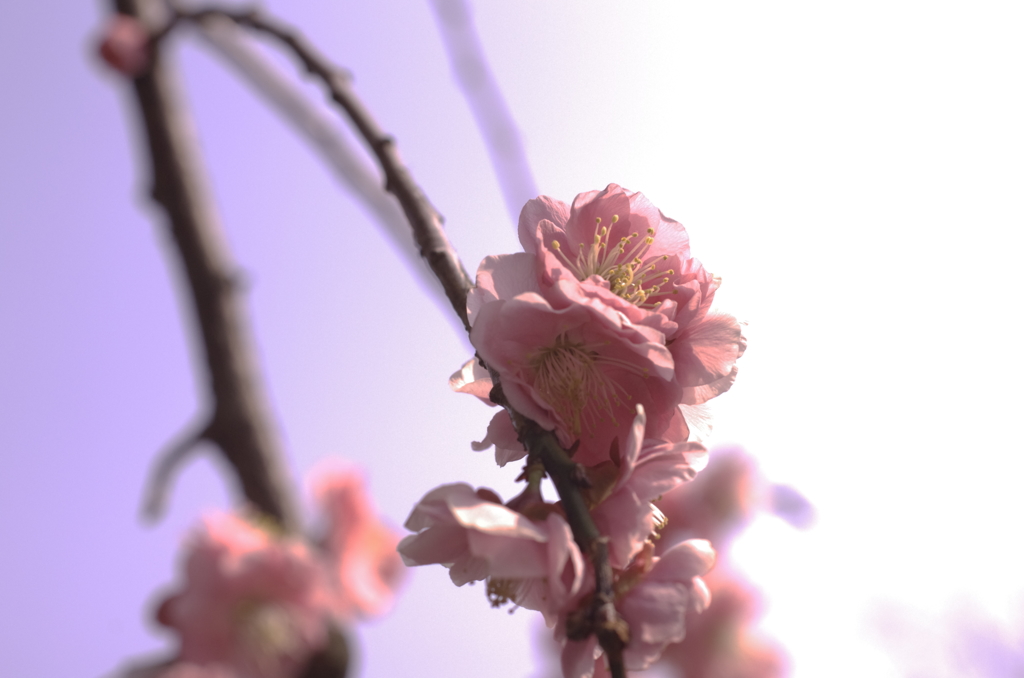 IMGP3767