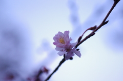 IMGP3307