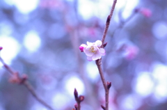IMGP3319