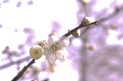 IMGP3762