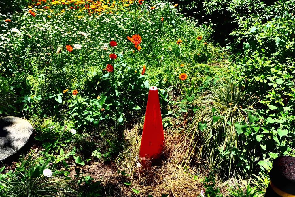 公園の花壇