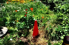 公園の花壇