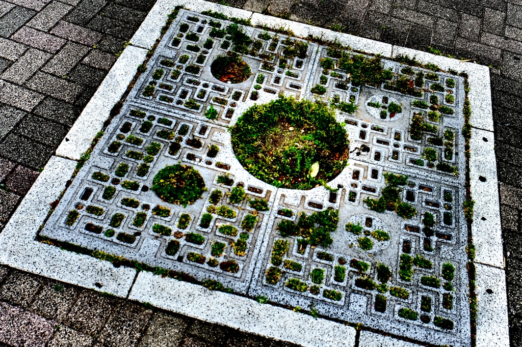 歩道の雑草