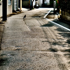 昼下がりのカラス