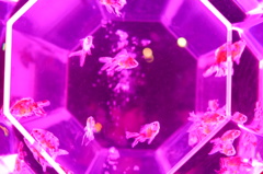 DSCF4299