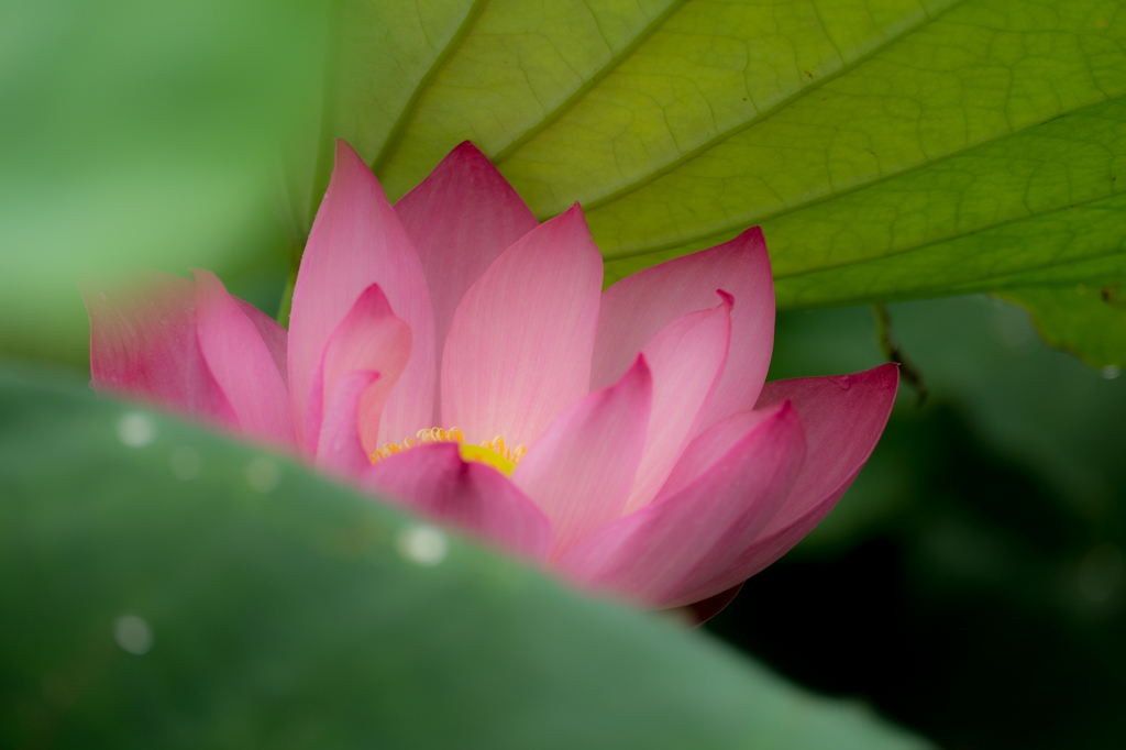 DSCF7446