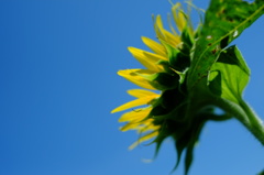 DSCF4404