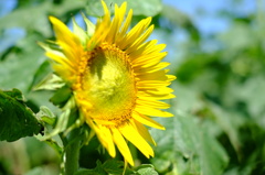 DSCF4362