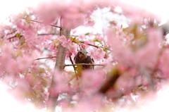 DSCF4986