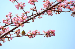 DSCF5007