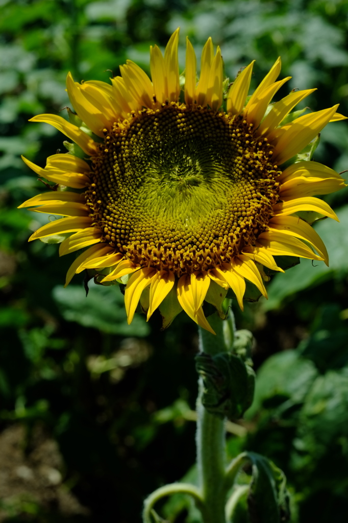 DSCF4392