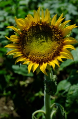 DSCF4392
