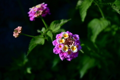 可愛い花 紫陽花に負けるな！