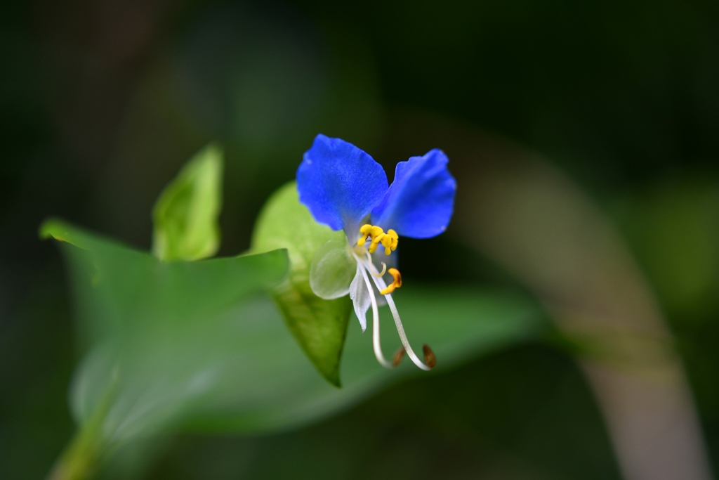 道端の小さい花