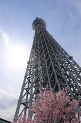 桜とスカイツリー