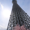 桜とスカイツリー