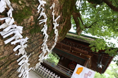 立派な木
