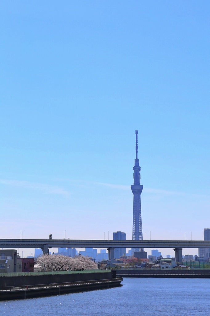 葛飾区からみるスカイツリー