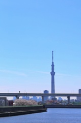 葛飾区からみるスカイツリー