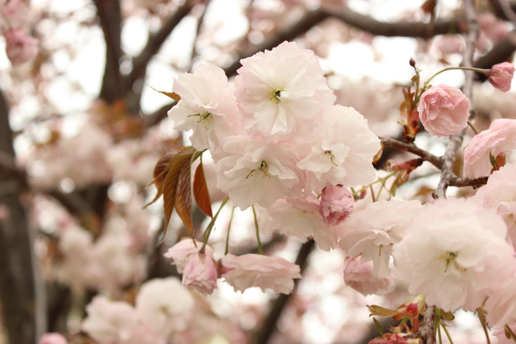 ポンポン桜