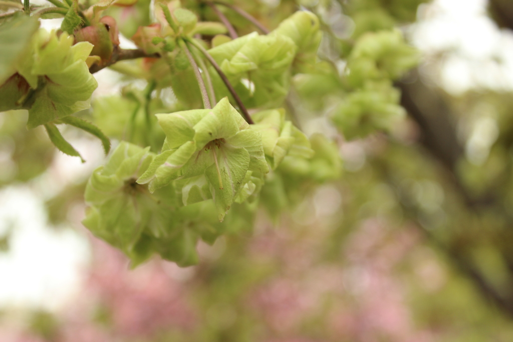 緑の桜