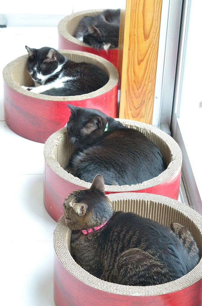 Cat Box