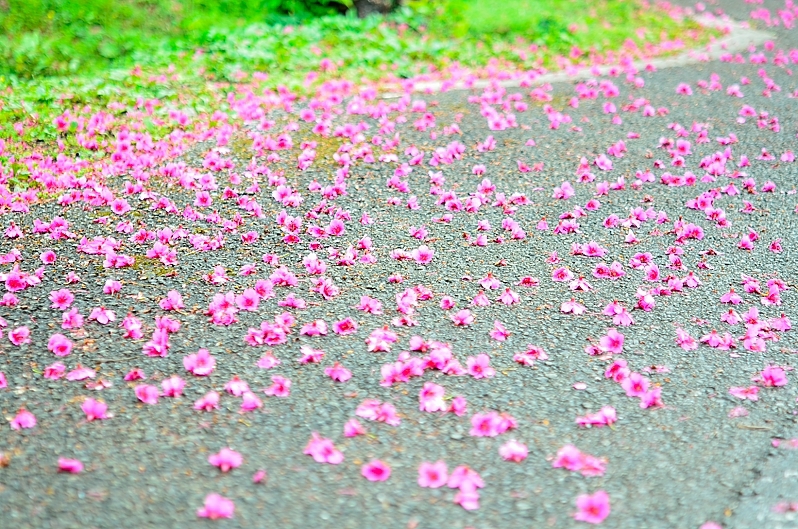 桜じゅうたん