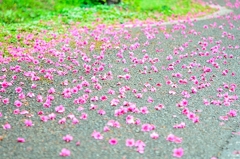 桜じゅうたん