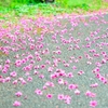 桜じゅうたん
