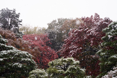雪の六義園