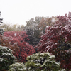雪の六義園