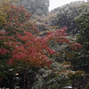 雪の六義園