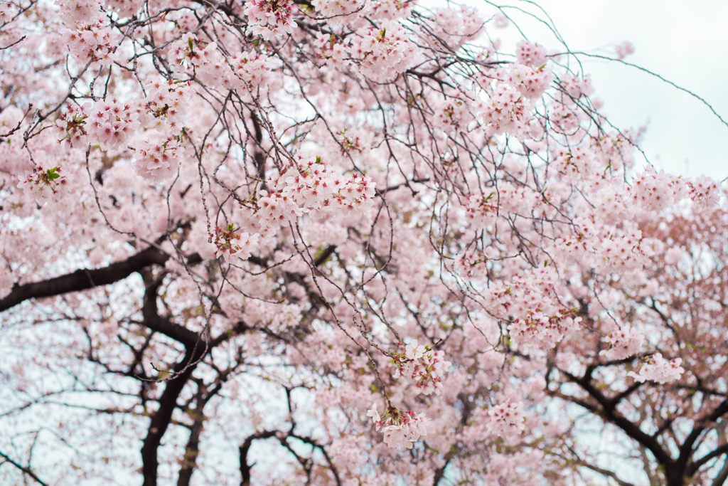 桜