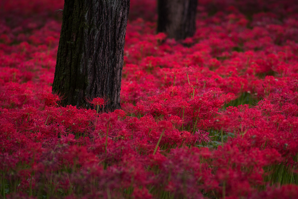 彼岸花