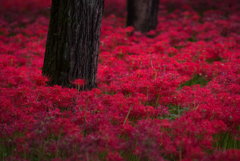 彼岸花