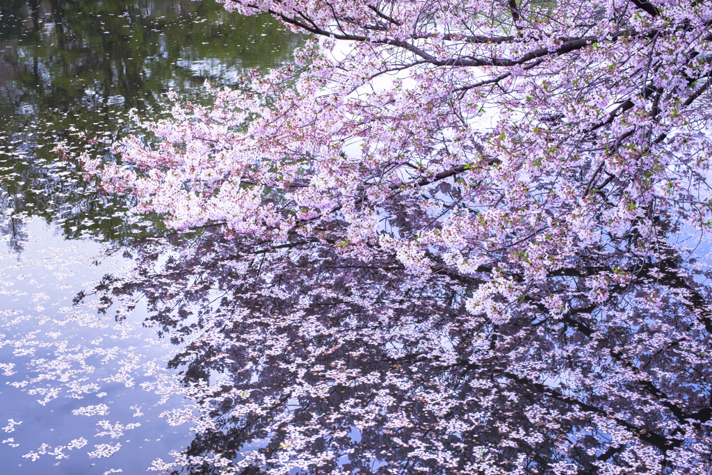 桜