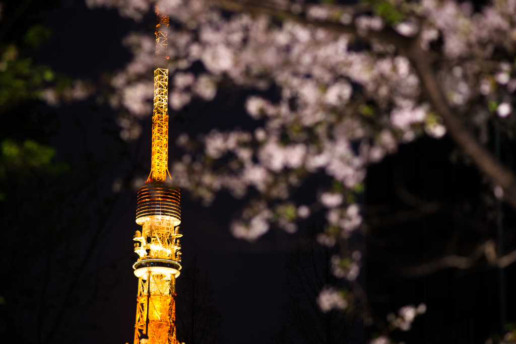 桜