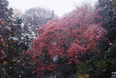 雪の六義園