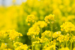 菜の花