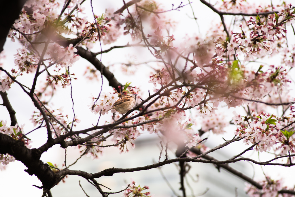 桜