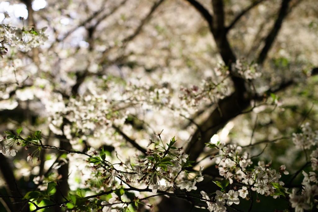 桜