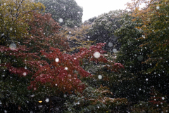 雪の六義園