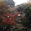 雪の六義園